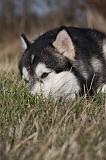 ALASKAN MALAMUTE 779